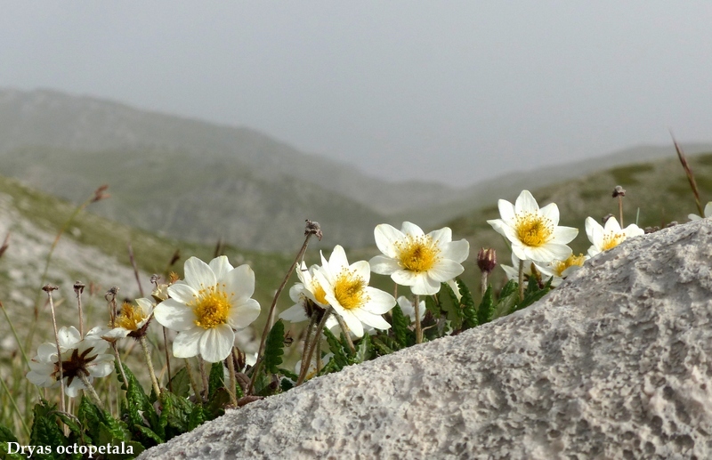 Monte Velino e Monti della Duchessa, le orchidee e la Natura  2024.